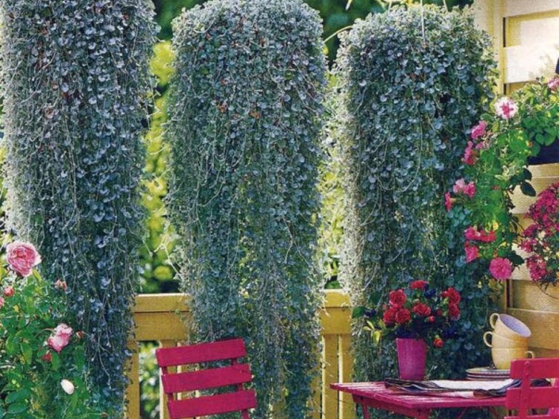 Dichondra in a bouquet