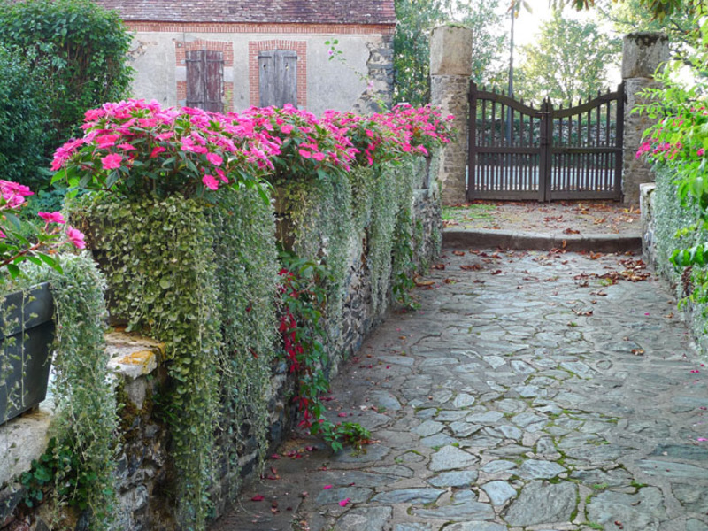 Varieties of dichondra