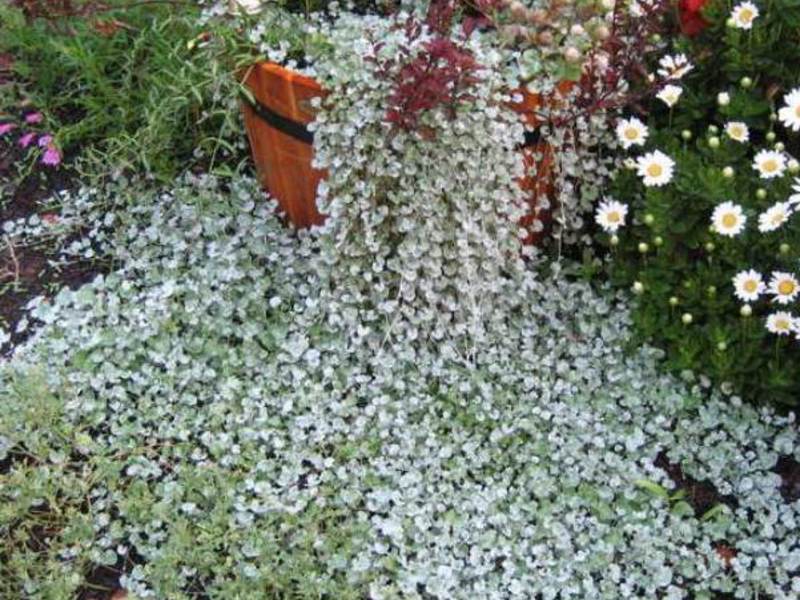 Weaving dichondra waterfall