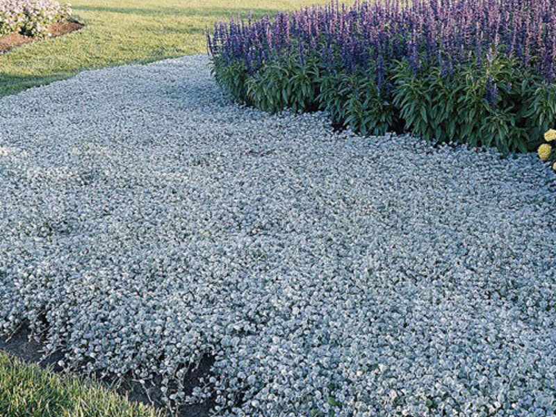 Dichondra and its types