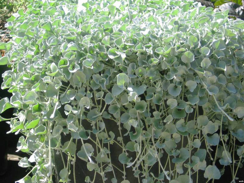 How to grow dichondra