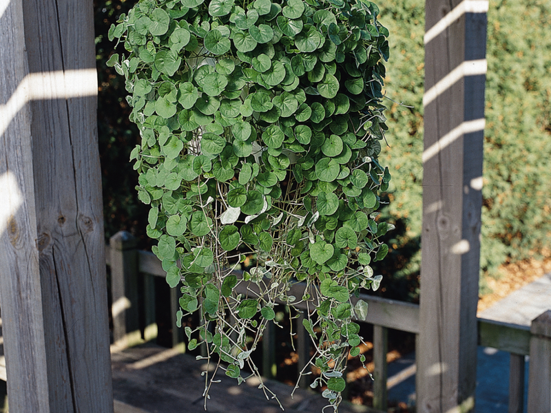 Features of the growth of dichondra