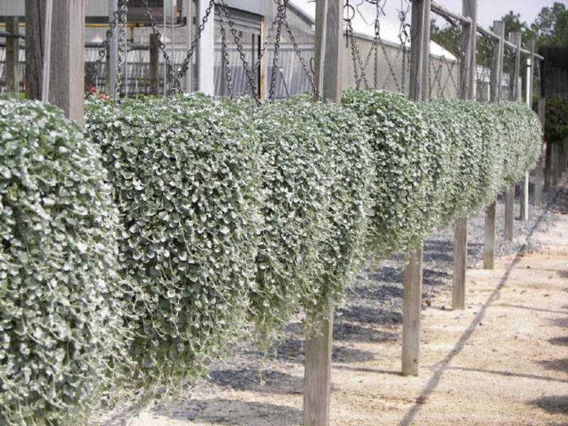 Growing dichondra by layering