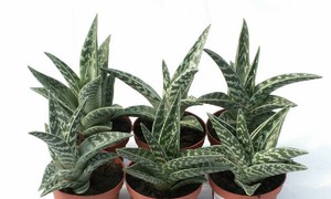 Aloe vera can be grown in pots.