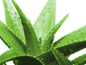 Caring for aloe is quite simple, not much different from other potted plants.