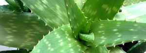 Aloe real - plant features