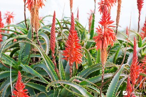 Aloe treelike is a plant that is planted in plots.