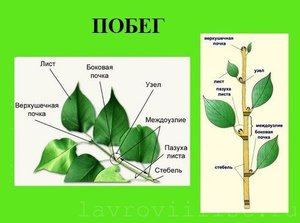 Growing laurel - planting cuttings