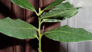 How to save a sick laurel tree and prolong its life