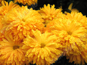 Orange-yellow flowers are very beautiful