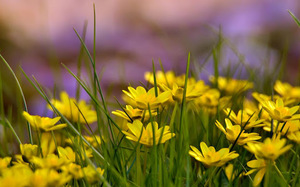 Yellow wildflowers - bright and attractive