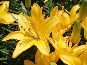 Yellow flowers in a bouquet look beautiful but can be misunderstood.