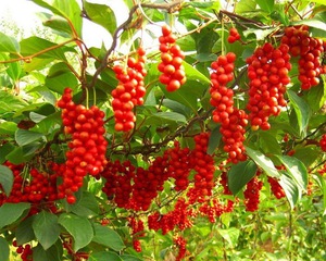 Schisandra - plant care in the garden