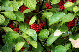 Schisandra chinensis grows beautifully in our gardens.