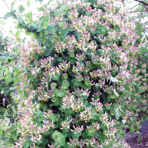 Honeysuckle Honeysuckle - plant features