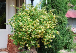 Honeysuckle honeysuckle can grow on the site or in a special flowerpot