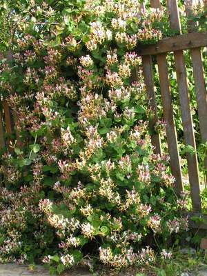 Honeysuckle - plant photo