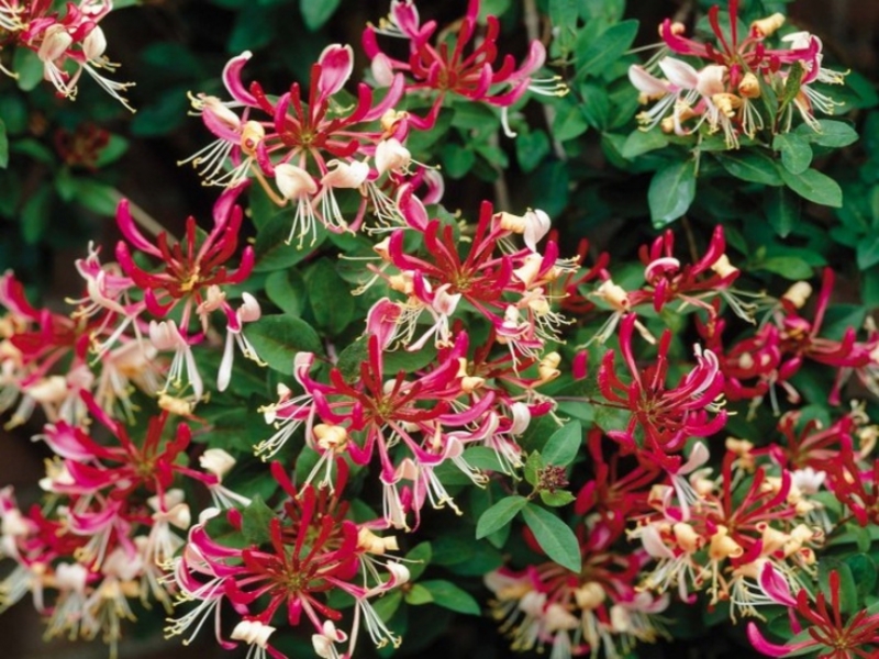 Honeysuckle in bloom is very beautiful