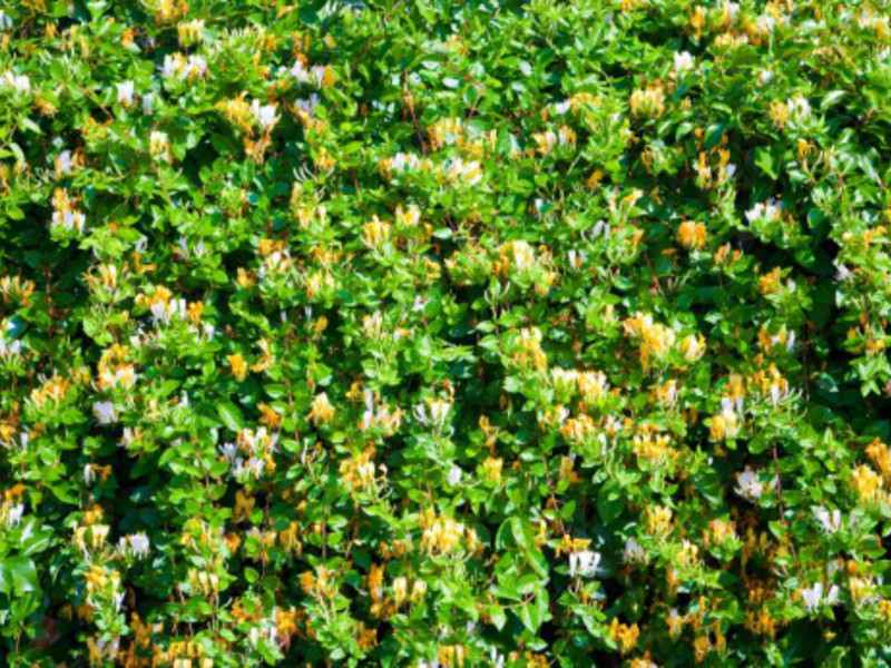 Goat honeysuckle - an ornamental shrub for a summer residence