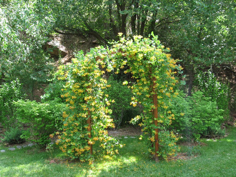 Honeysuckle can be used in landscaping