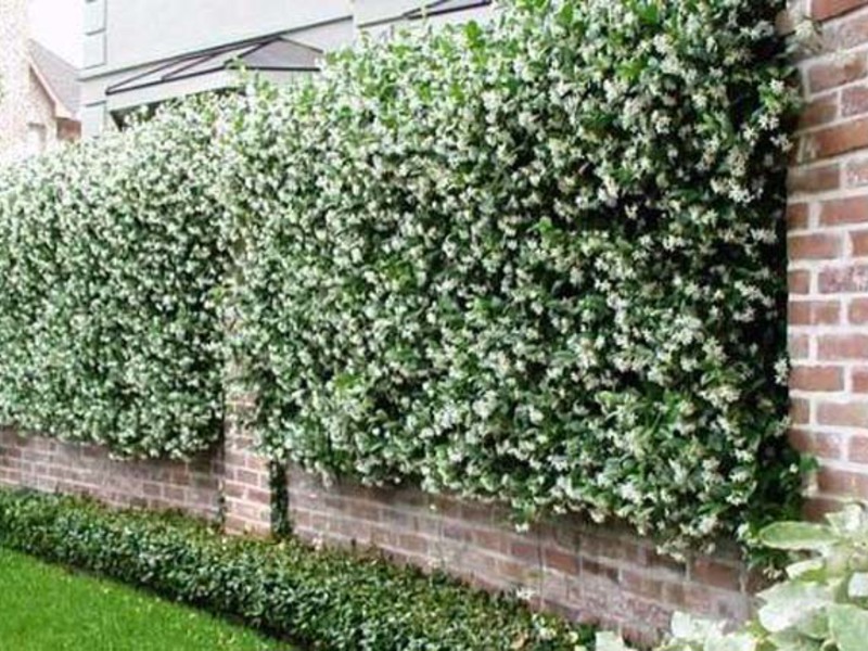 Fence decoration with climbing plants