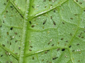 How to remove thrips in chrysanthemum: types and methods of removal