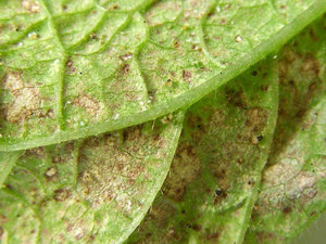 How to remove the invasion of thrips