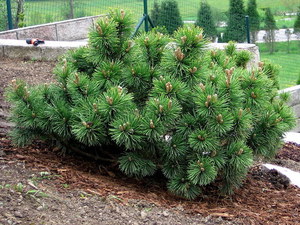 How to grow mountain pine