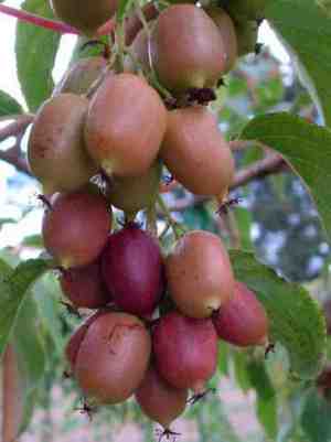 Actinidia arguta - unusual garden decorations and benefits