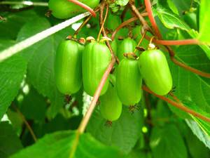 Actinidia kolomikta - what is it?