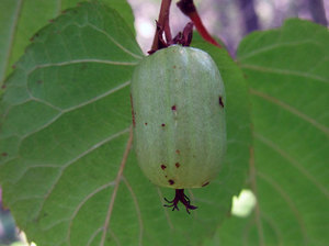 How to plant actinidia correctly.