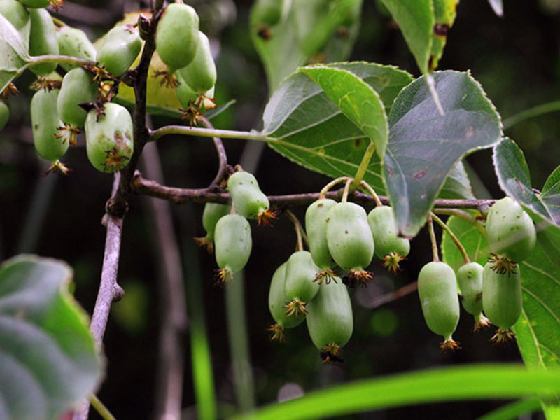 Actinidia arguta is very popular in summer cottages.