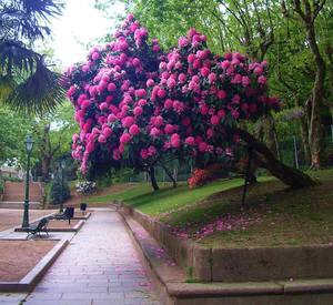 How to protect azaleas from pests