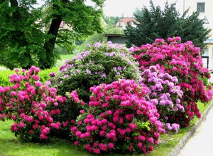 Blooming azalea