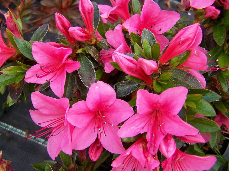 Blooming azalea bush