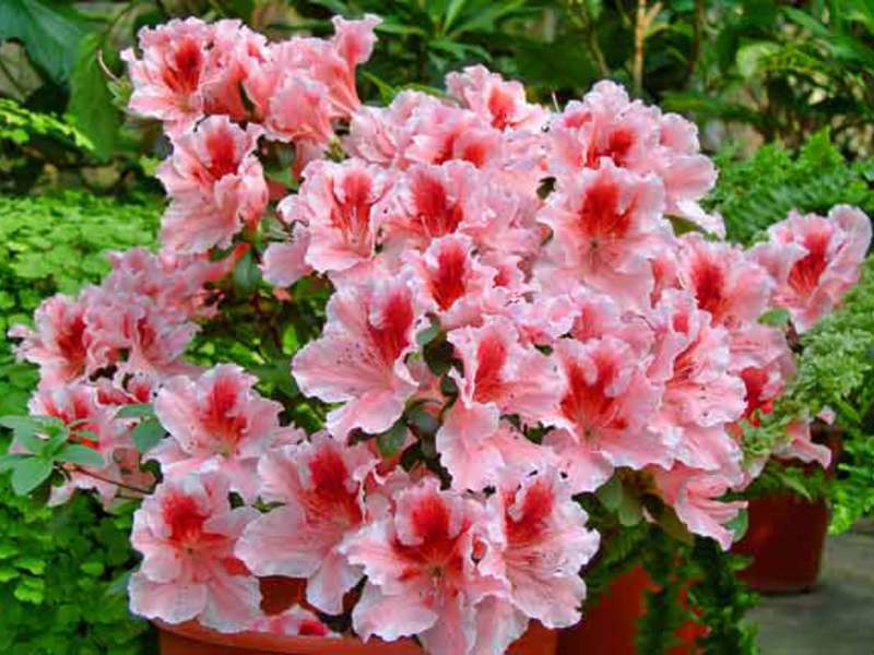 How long does azalea bloom