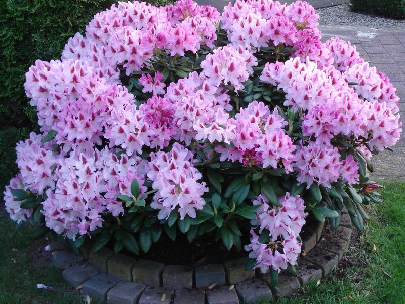 Azalea flowering period