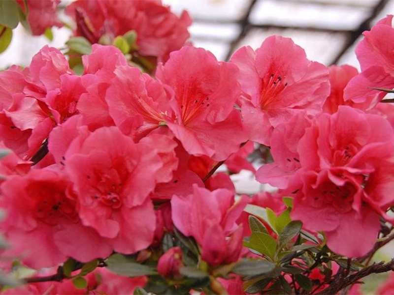 Japanese azalea