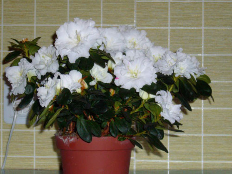 Indoor azalea