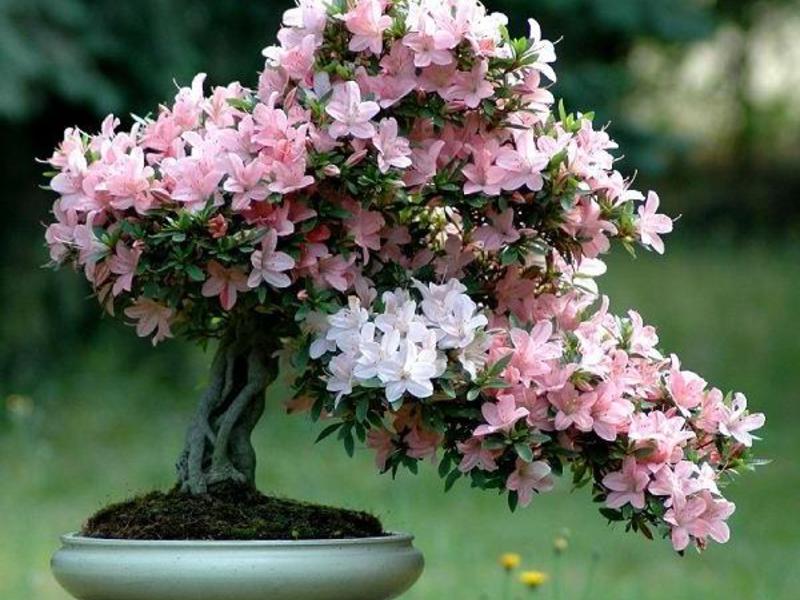 Plant the azalea correctly