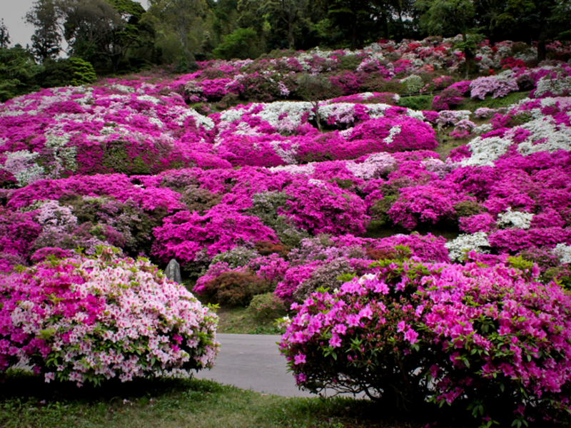 Planting and caring for an azalea