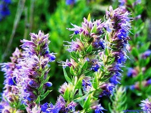 Hyssop can be grown from seed on site