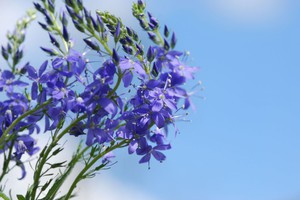 Hyssop in bloom is beautiful and very useful.