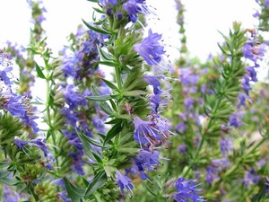 Hyssop in the country can be grown by yourself