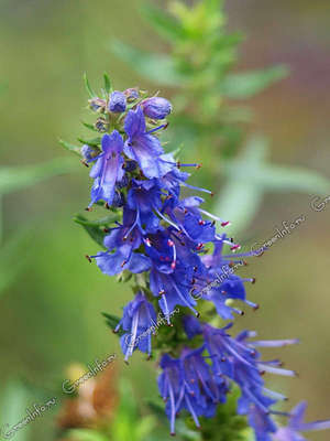 Hyssop officinalis is unpretentious and grows well even in cool climates