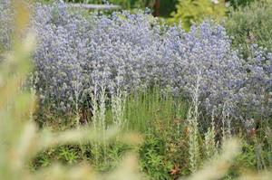 Hyssop bloom - short period