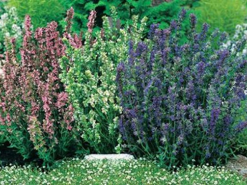 Hyssop grows in the ground and does not require much maintenance