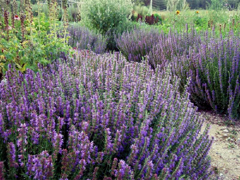 Growing medicinal hyssop is easy