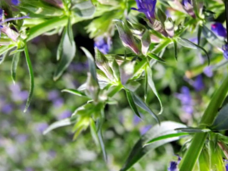 Hyssop blue in the country can become a decoration