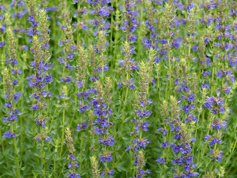 The spicy scent of leaves and flowers indicates that you have hyssop.